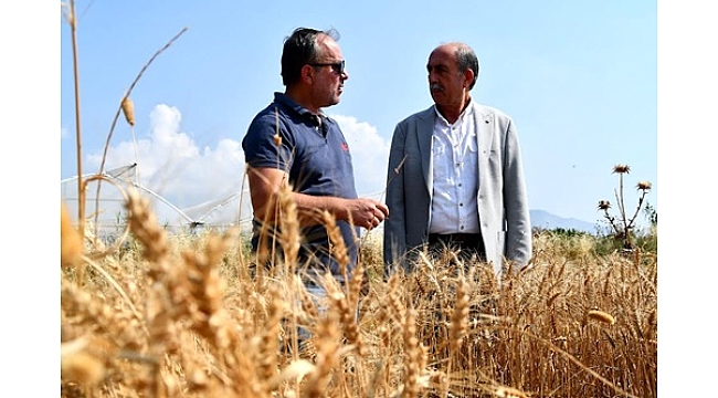 Söke Belediyesi tarafından üretimi yapılan buğdayların hasadı yapıldı. 